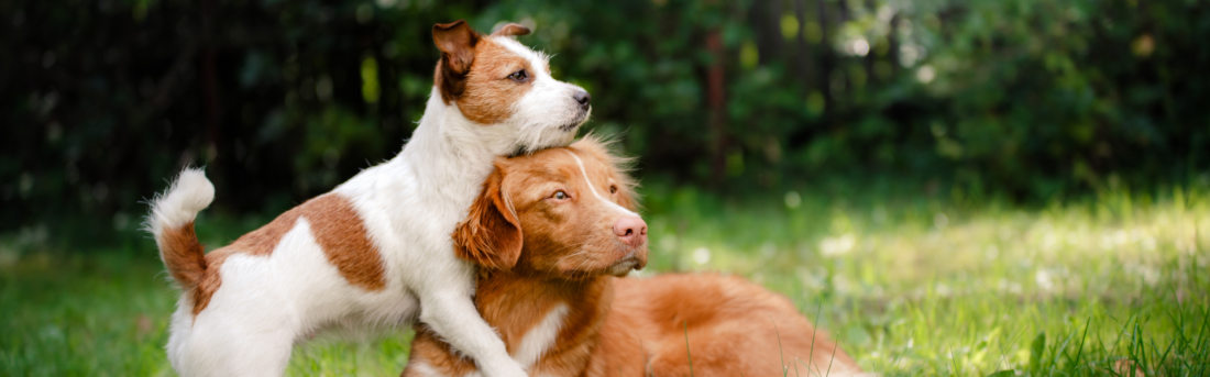 Junghundekurs – „Die jungen Wilden“