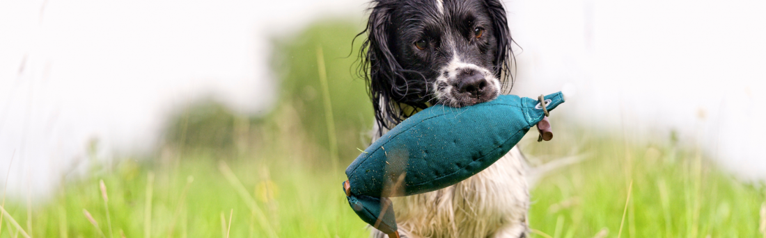 Dummytraining - Familienhunde