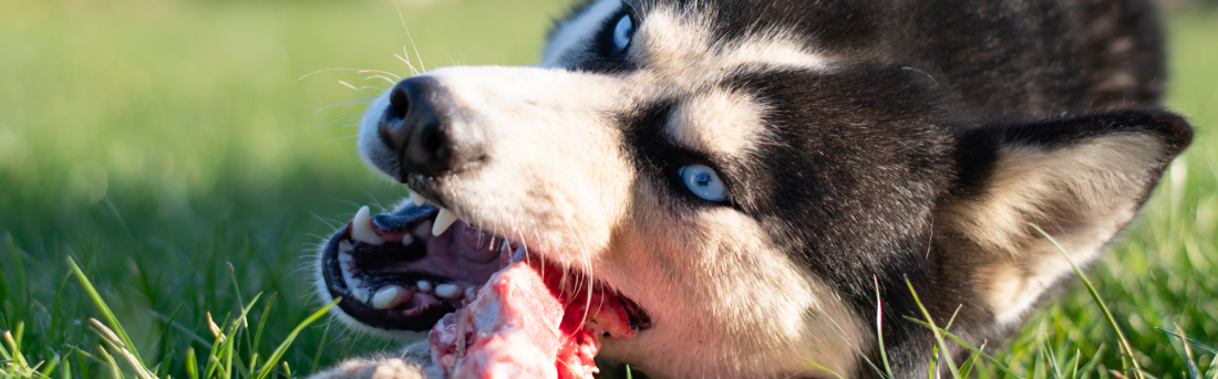 Anti-Giftköder-Training – Sicherheit im Alltag
