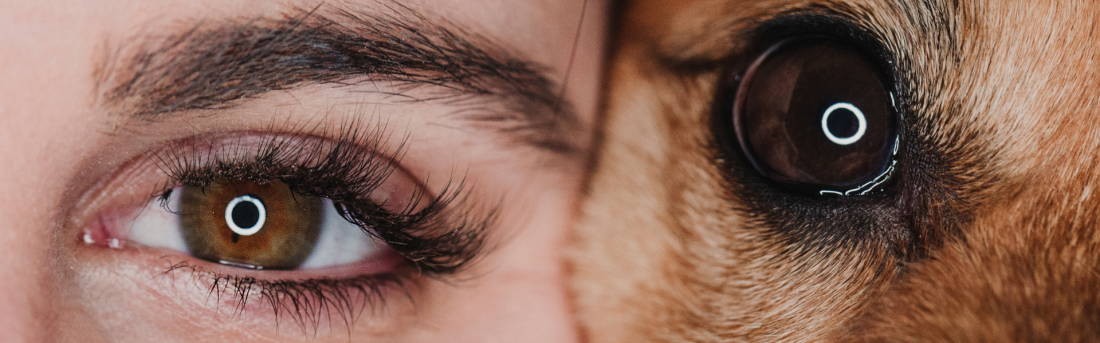 Charakter trifft Training – weil Verhalten verstanden werden will (2 x 0,5 Tage)