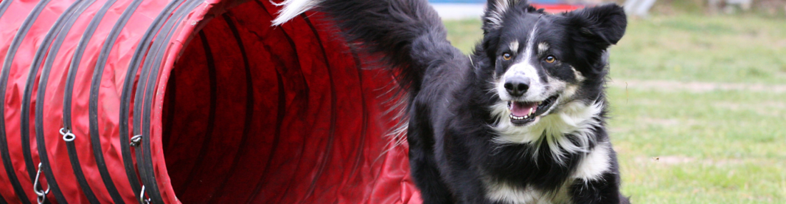 Longieren mit Hund – Kommunikation auf Distanz